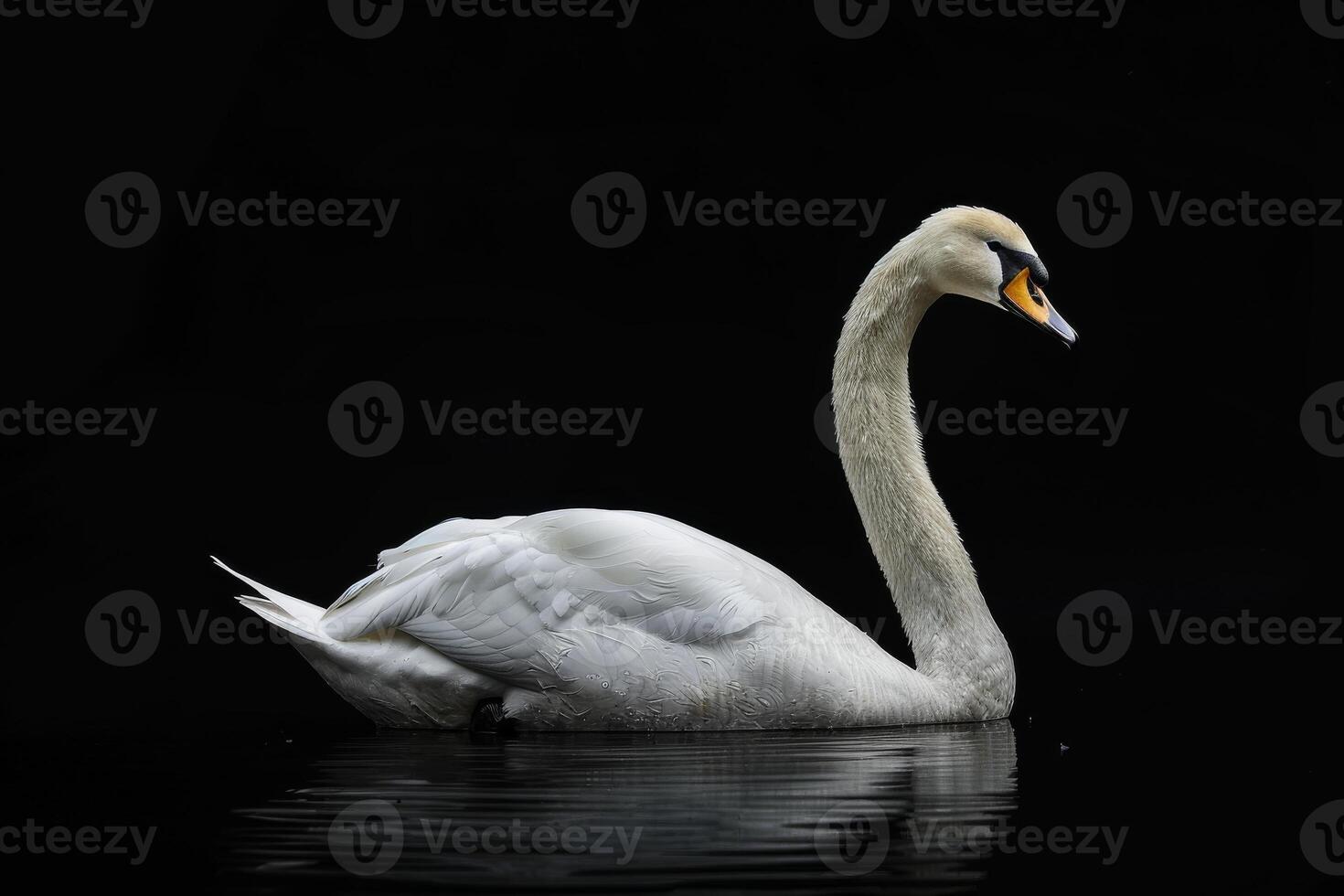 A white swan is swimming on a black background photo