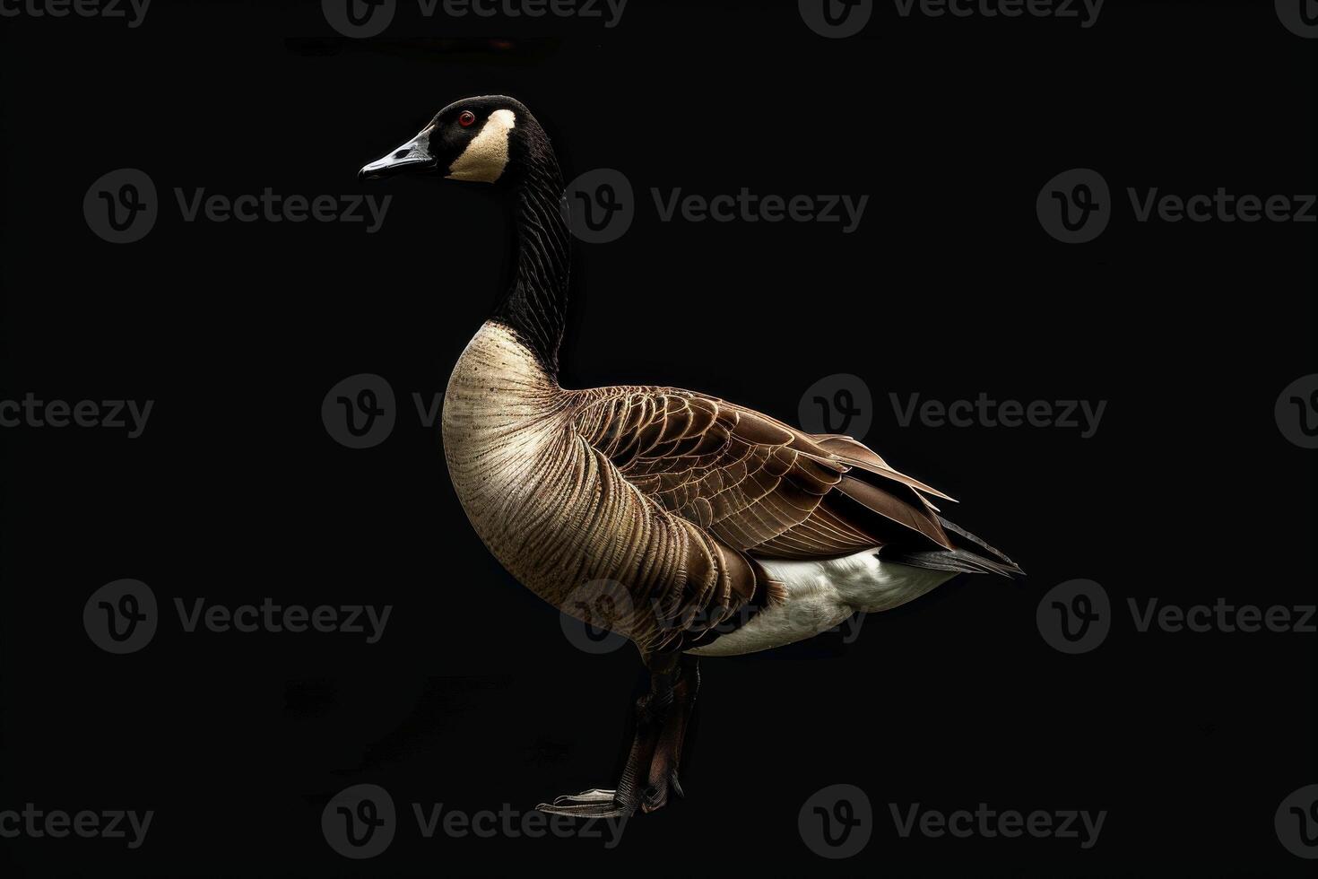 A goose is standing on a black background photo