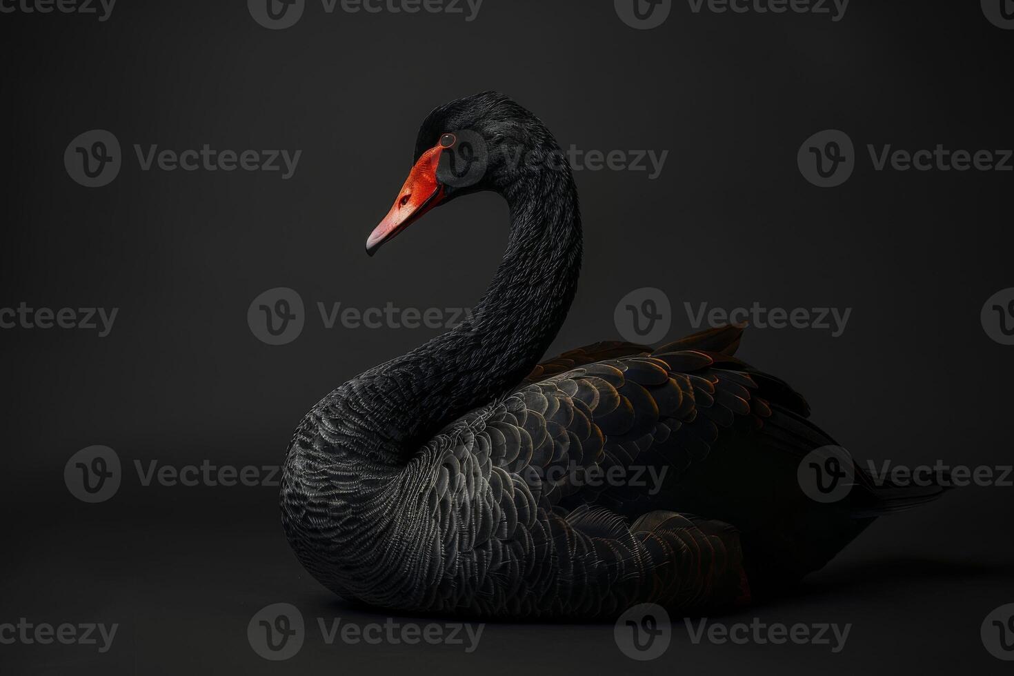 Black swan on black background photo