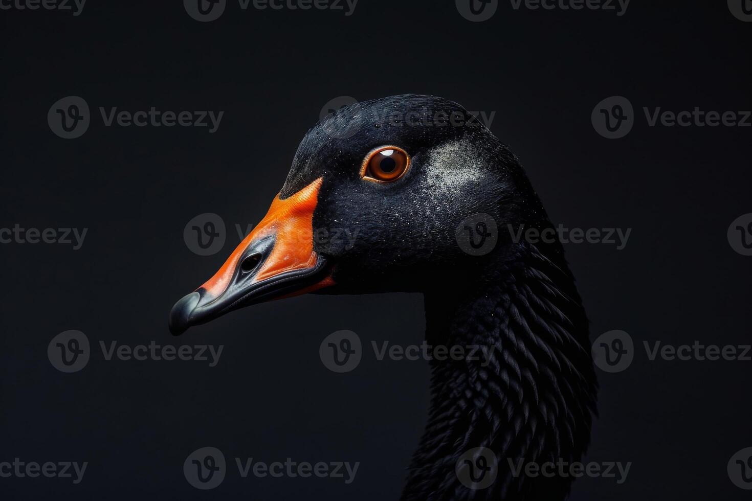 Black swan on black background photo