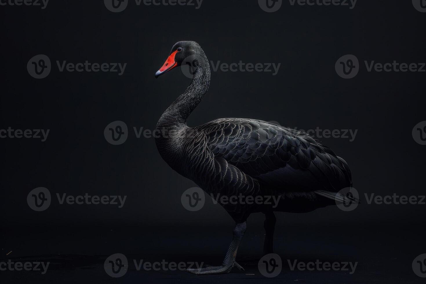 Black swan isolated on black background photo