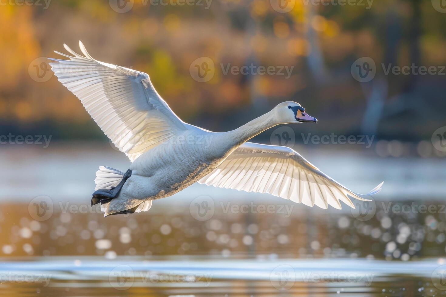 A swan flying over a lake with its wings spread photo