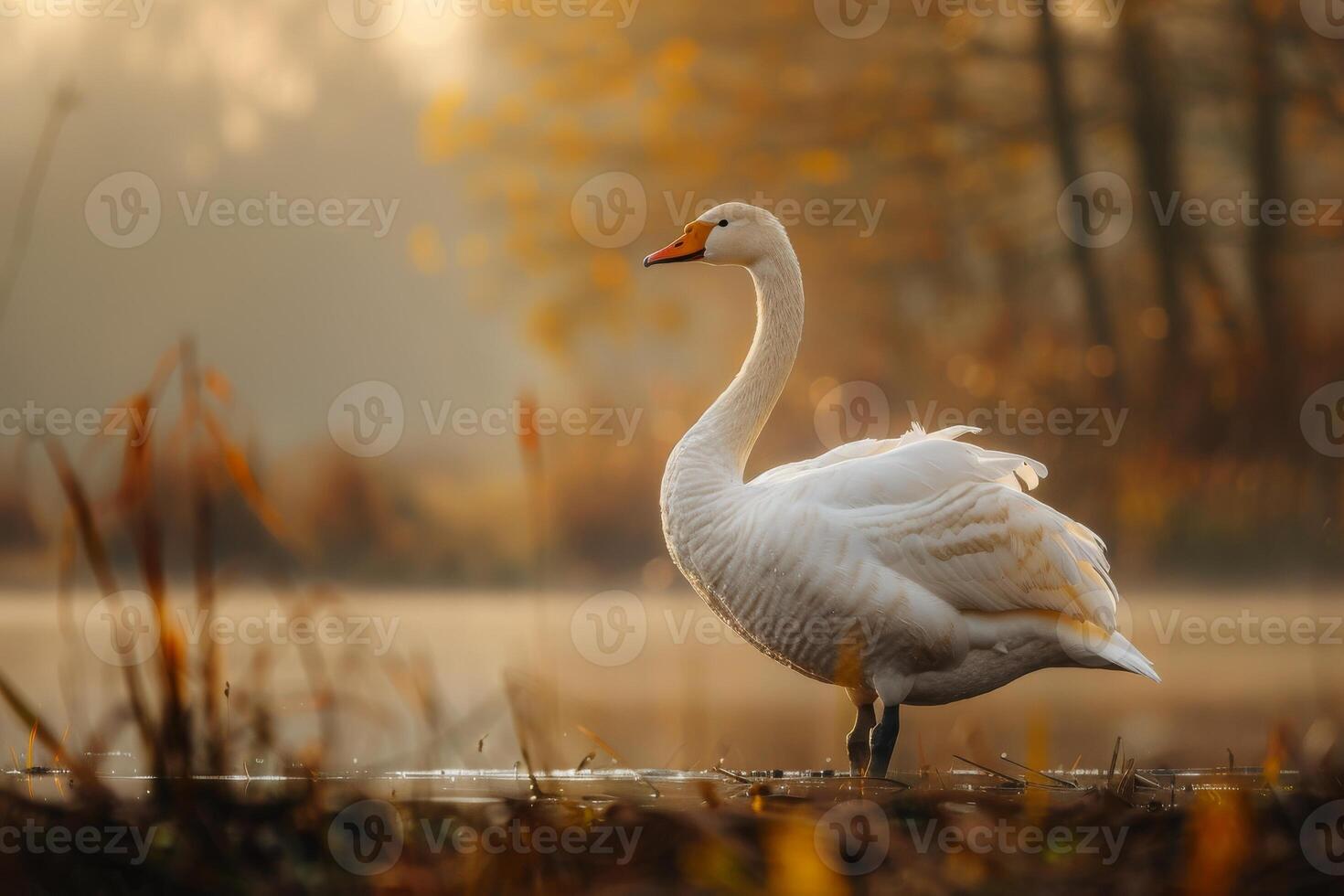 A white swan standing in the water near a pond photo