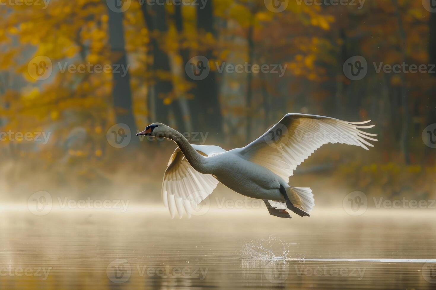 A swan flying over a lake in the fall photo