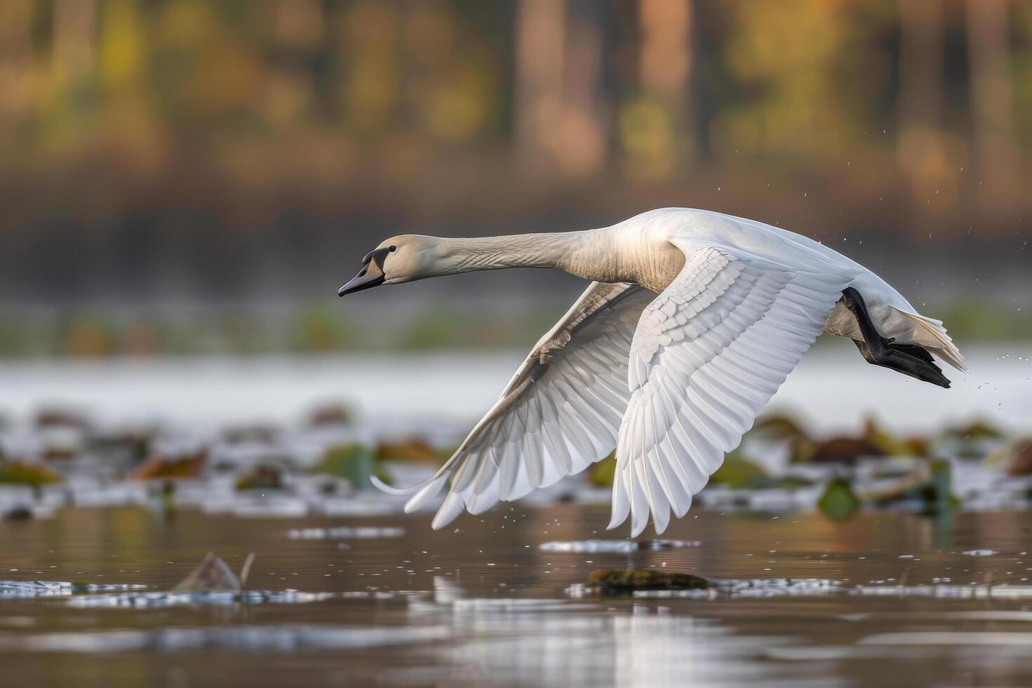 A swan is flying over a lake with water lilies photo
