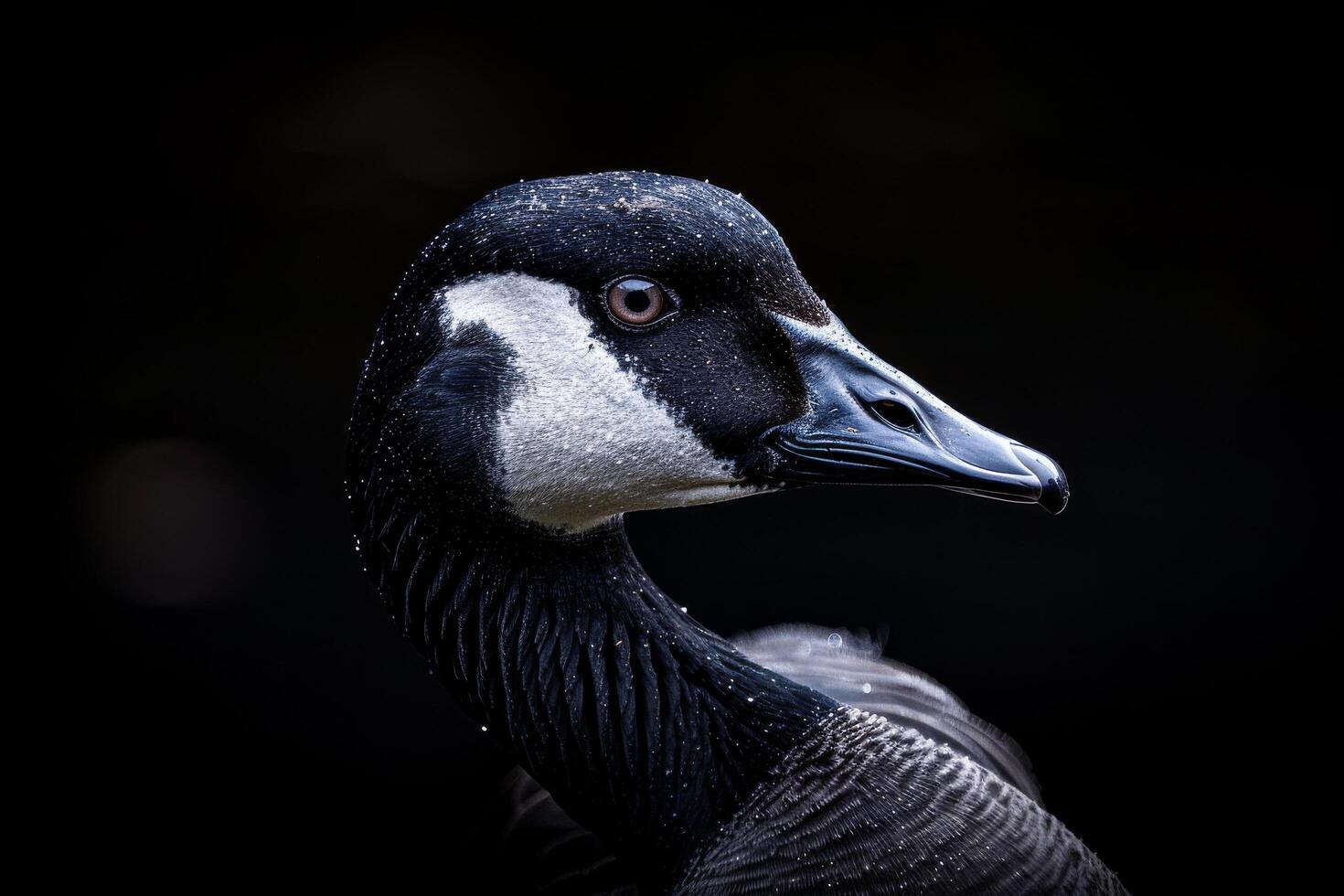 A close up of a goose's head with a dark background photo