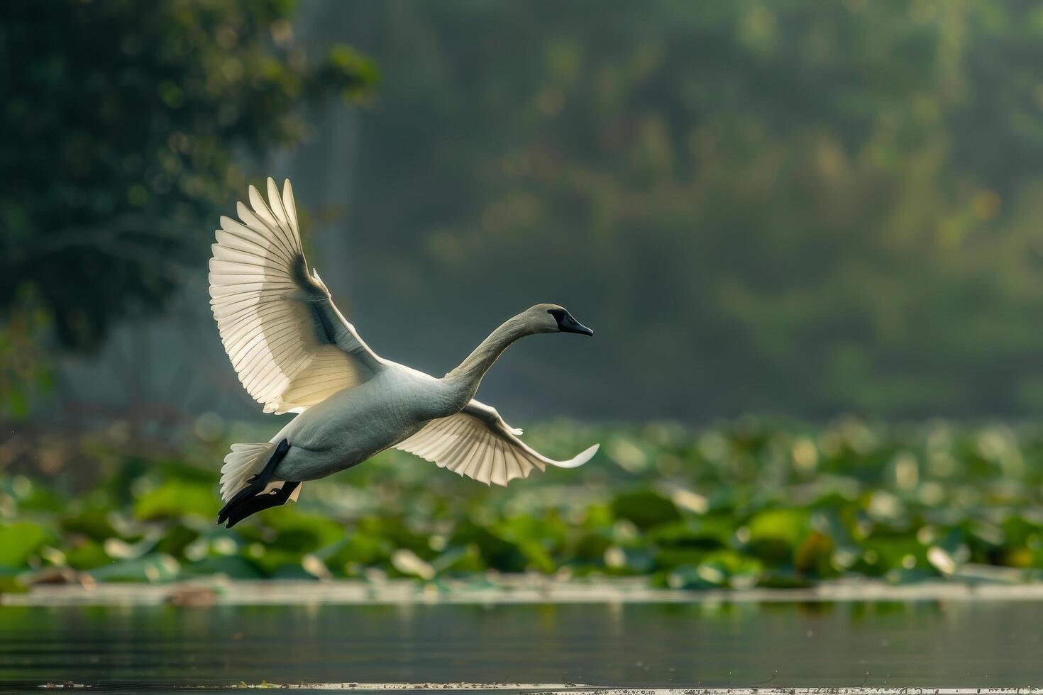 A swan flying over a lake with water lillies photo