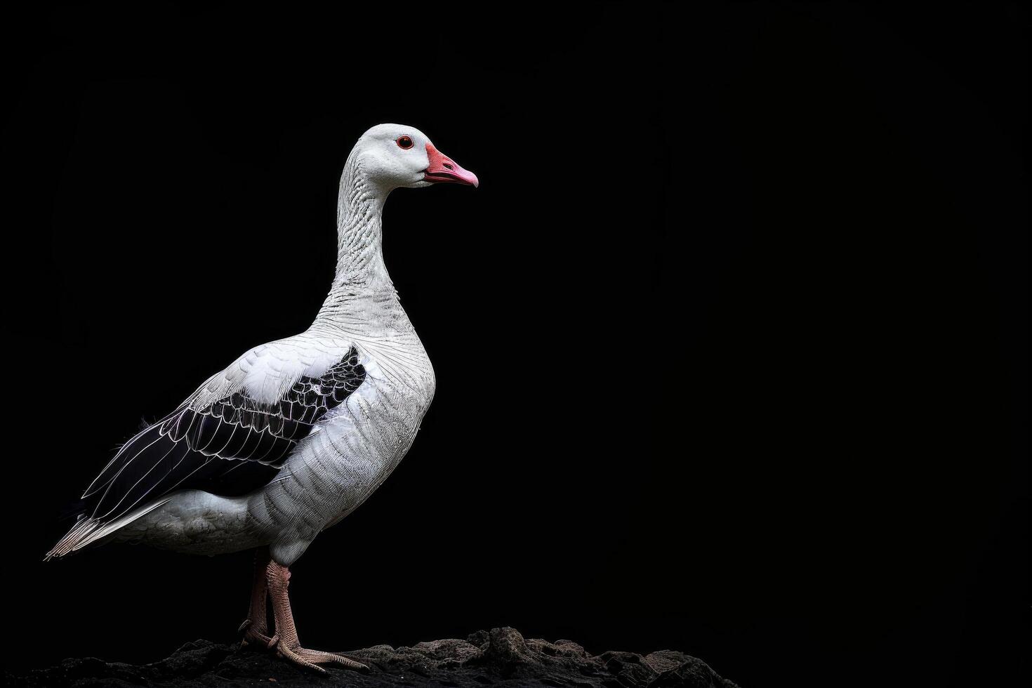 A white goose standing on a rock in front of a black background photo