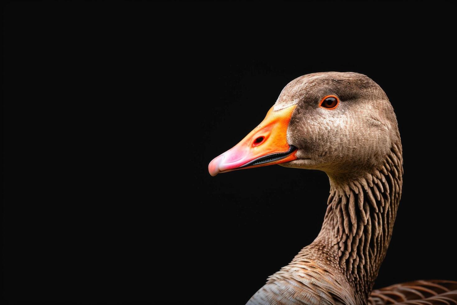 A close up of a goose with a black background photo