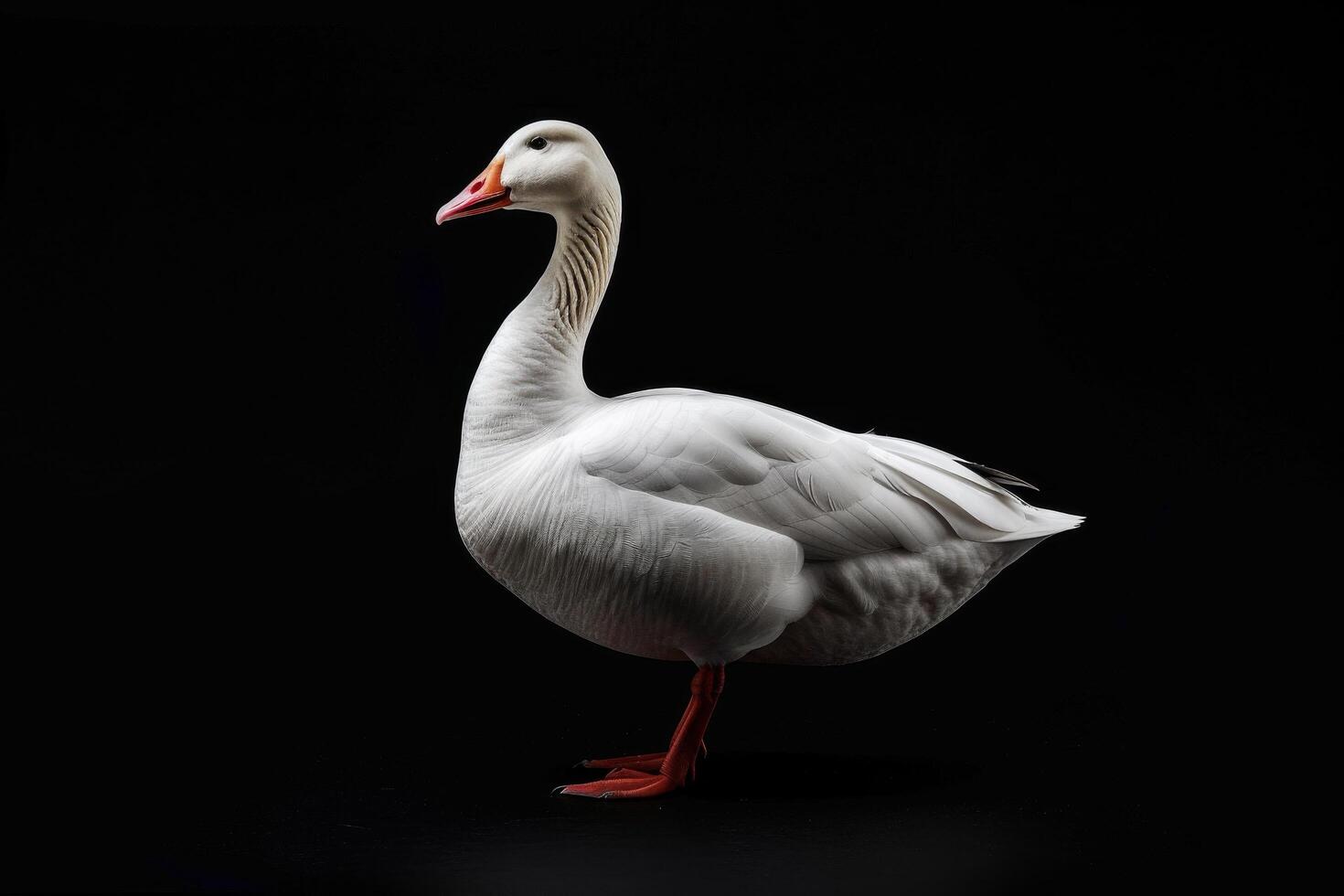 White goose isolated on black background photo