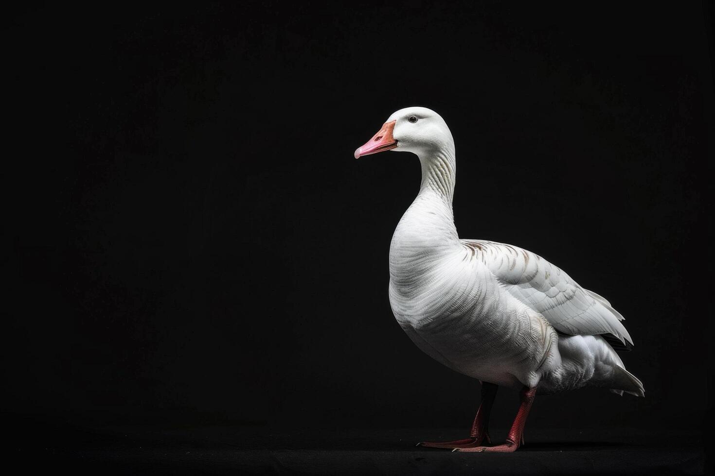 White goose standing on black background photo