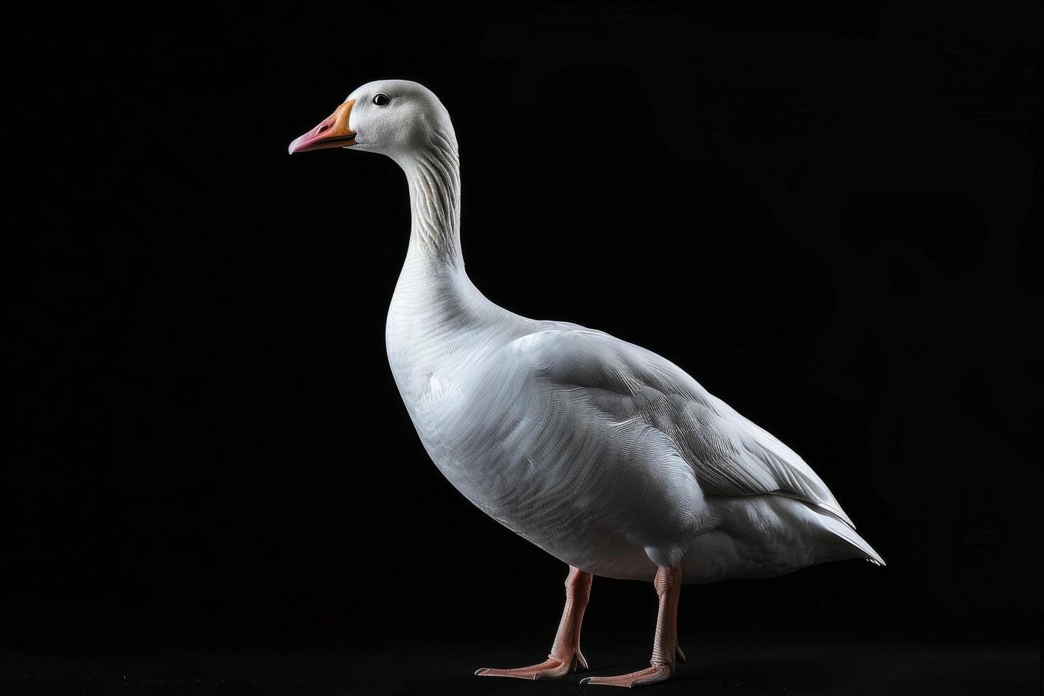 A white goose is standing in front of a black background photo