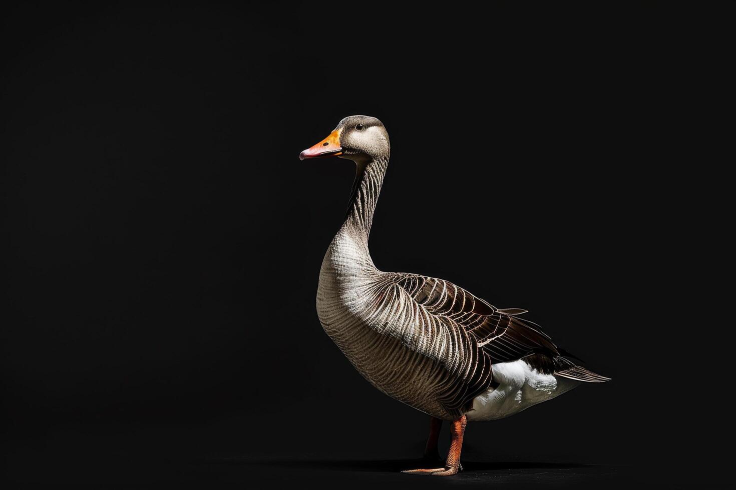 A goose is standing on a black background photo