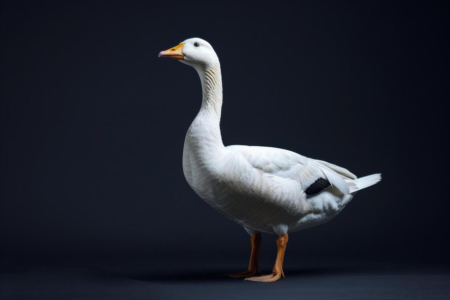White goose isolated on black background photo