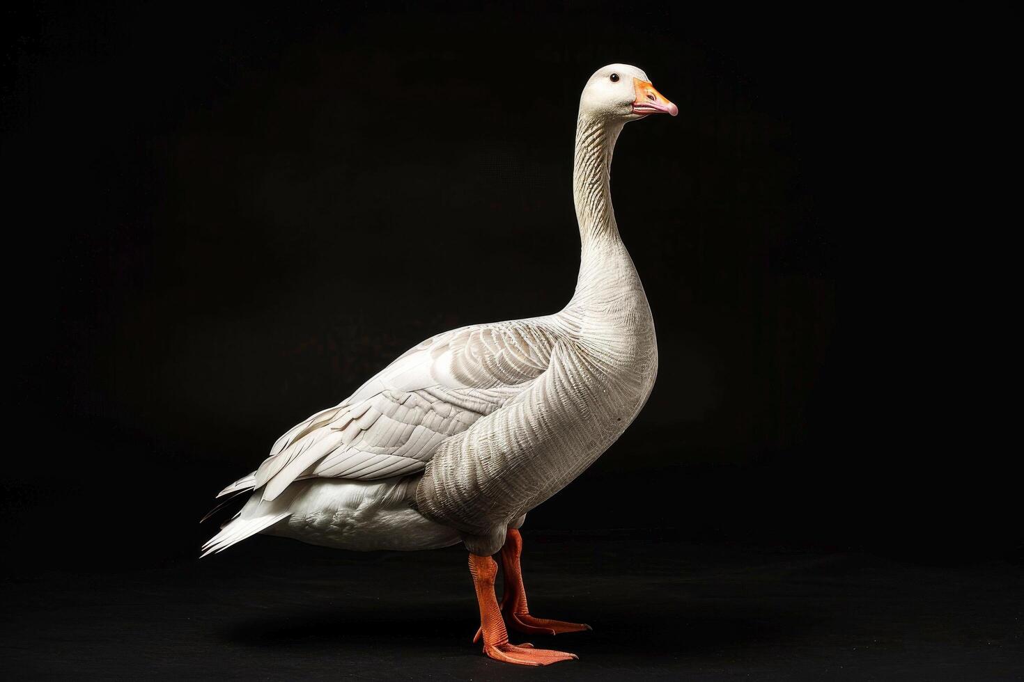 A white goose is standing on a black background photo
