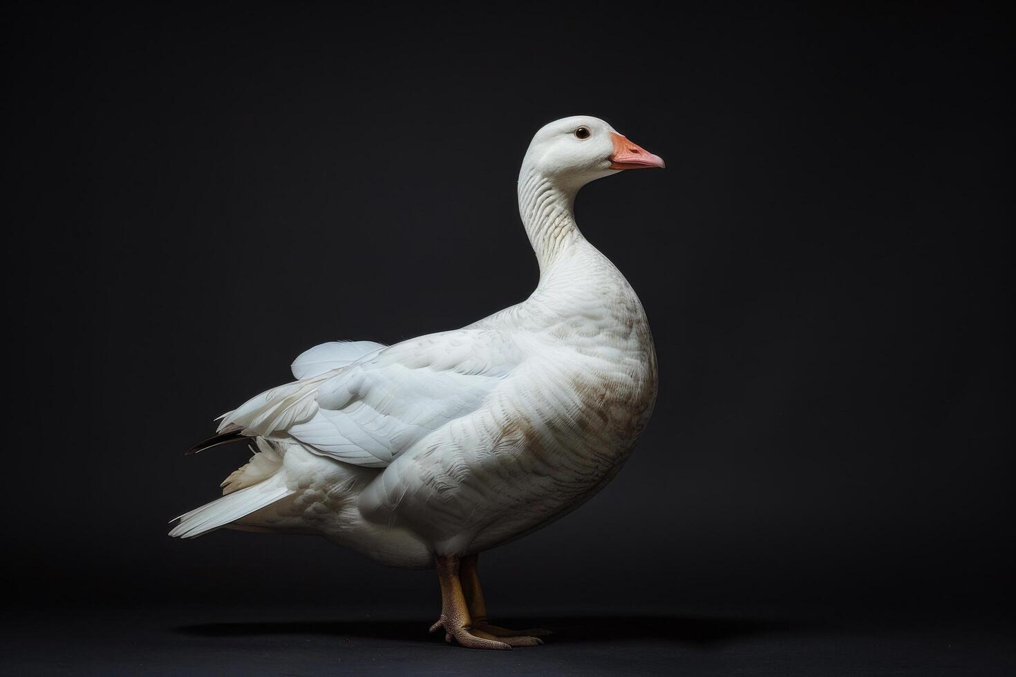 A white goose is standing on a black background photo