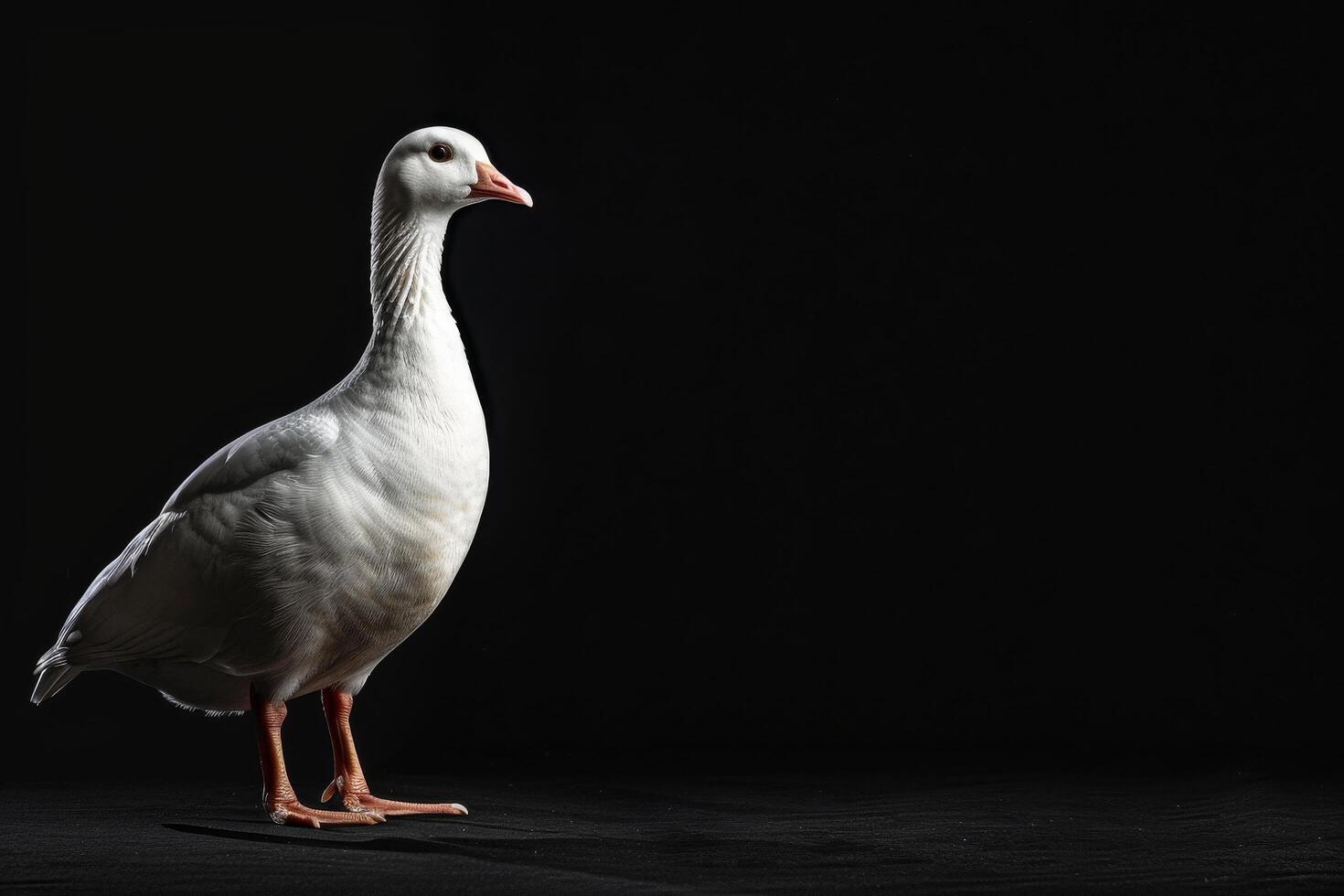 White goose standing on a black surface photo