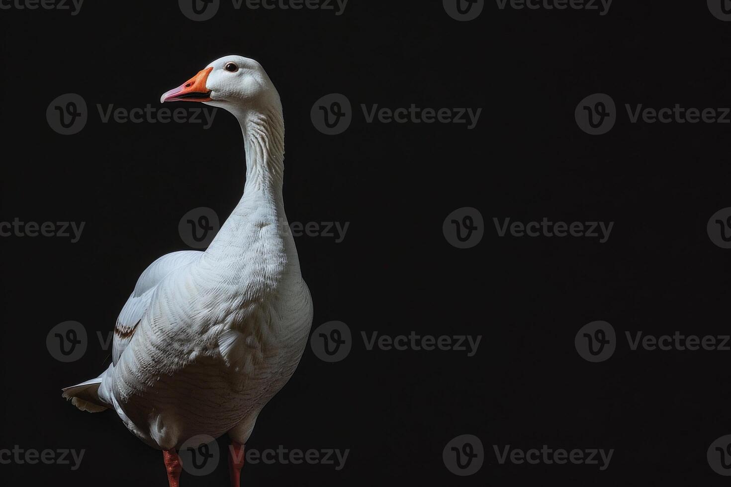 White goose standing on black background photo