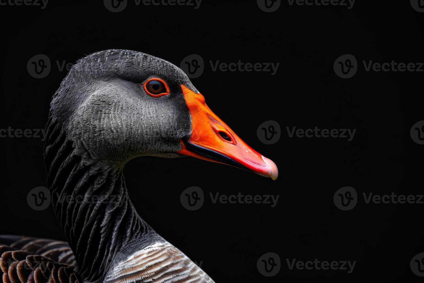 A close up of a goose with an orange beak photo
