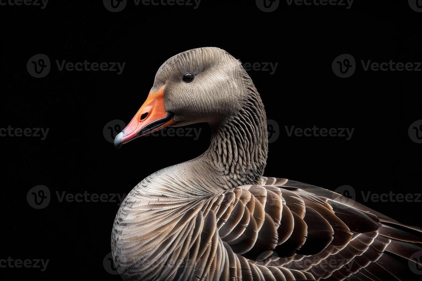 A close up of a goose with an orange beak photo