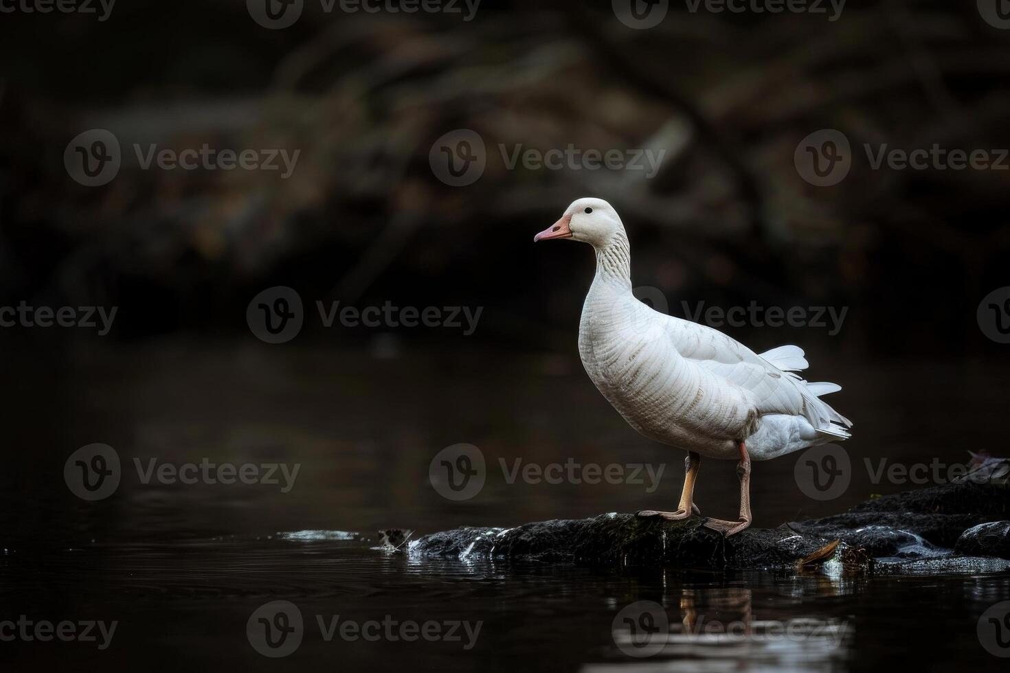 A white goose standing on a rock in a body of water photo