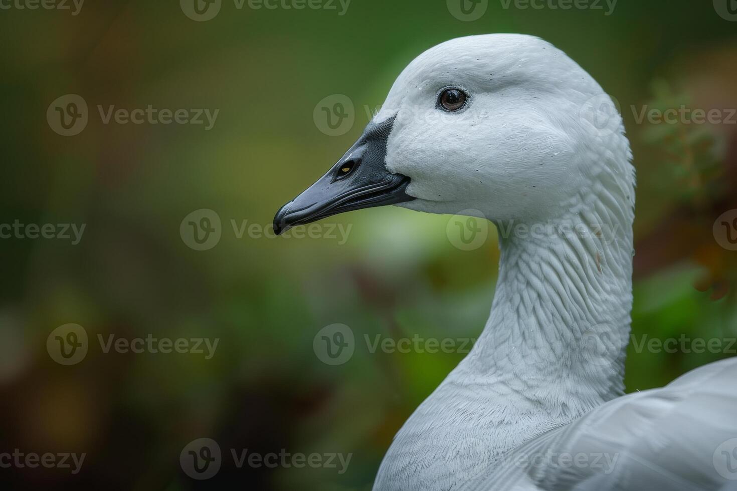 A close up of a white goose with a green background photo