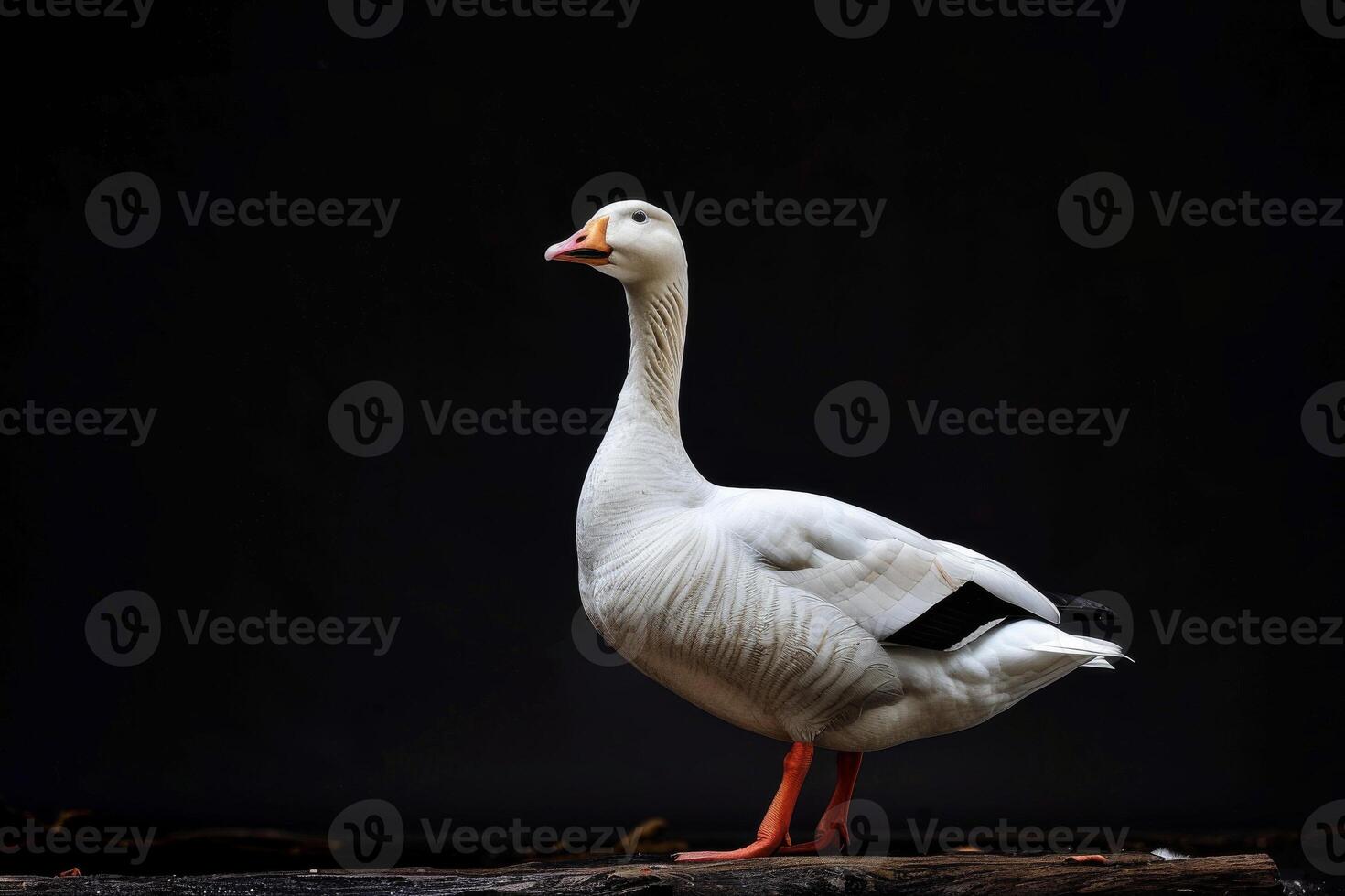 A white goose standing on a log against a black background photo