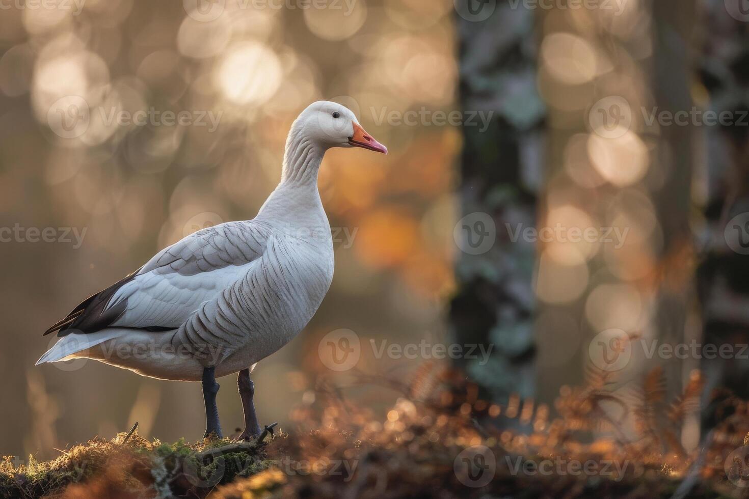 A white goose stands on a rock in the woods photo
