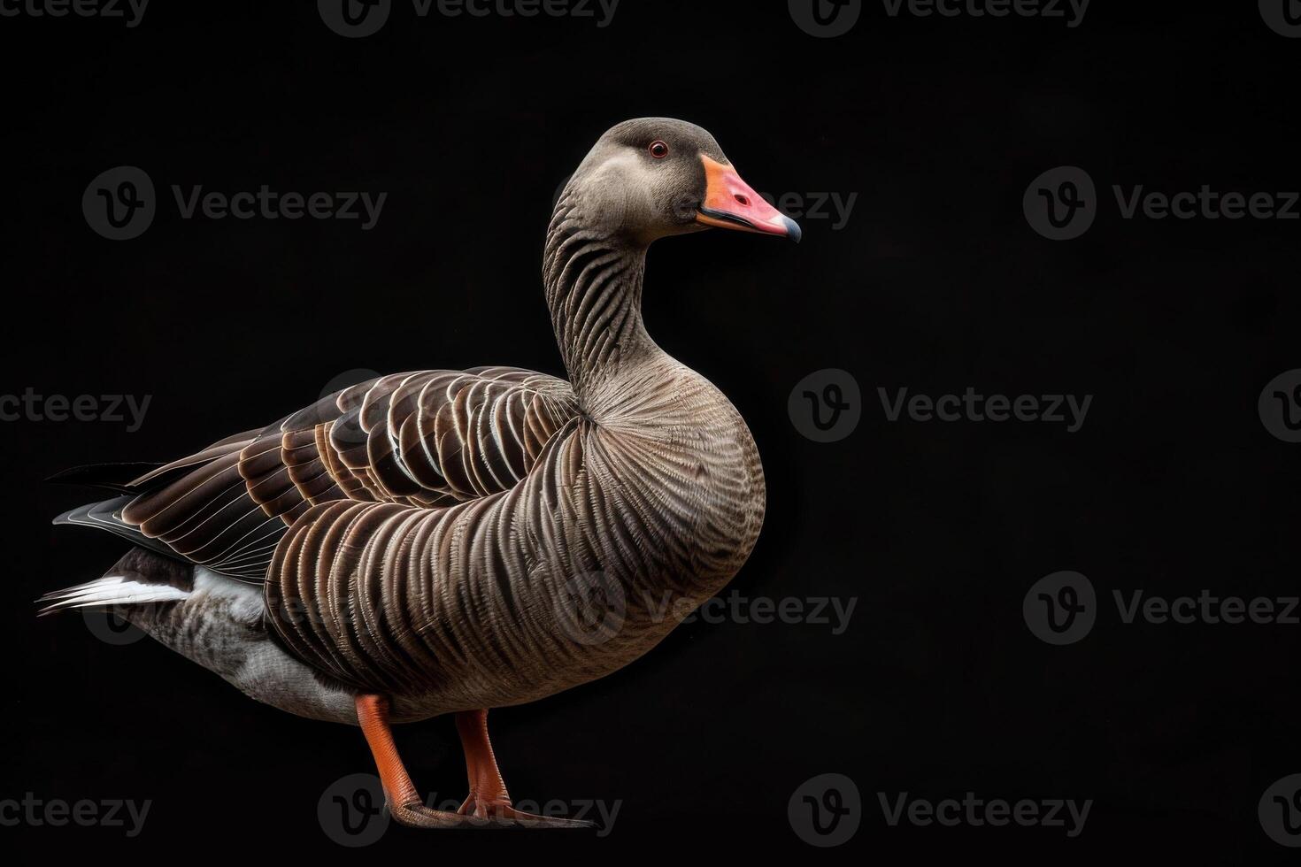 A goose is standing in front of a black background photo