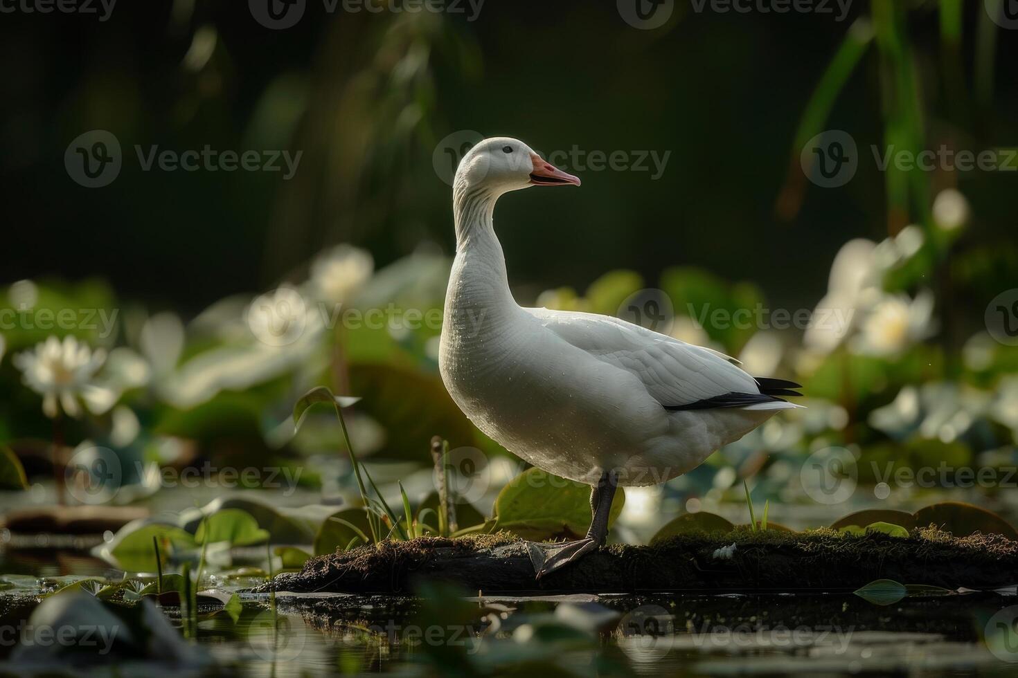 A white goose stands on a log in a pond photo