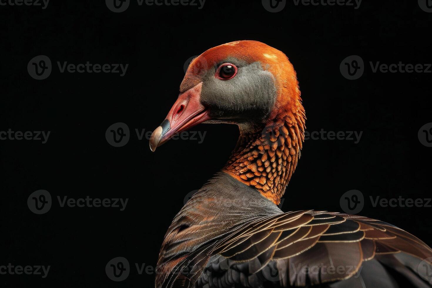 A close up of a bird with a red beak photo