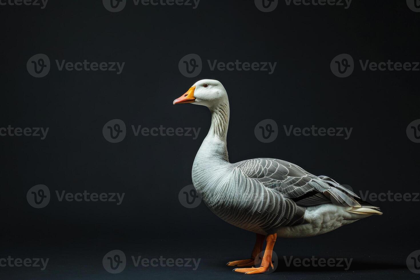 A grey goose is standing on a black background photo