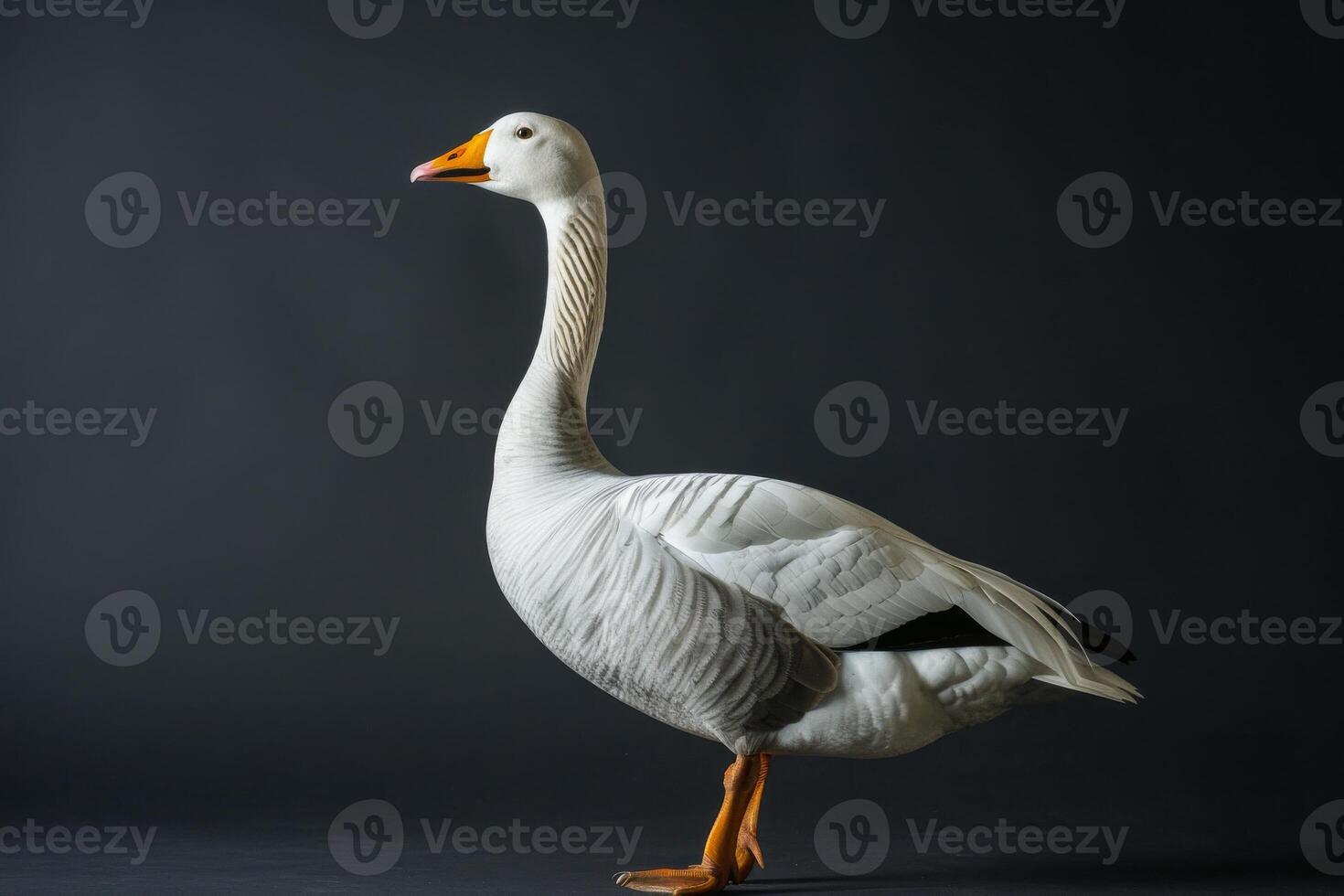 A white goose is standing on a black background photo