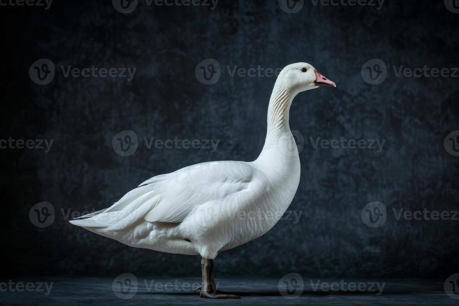White goose standing on a dark background photo