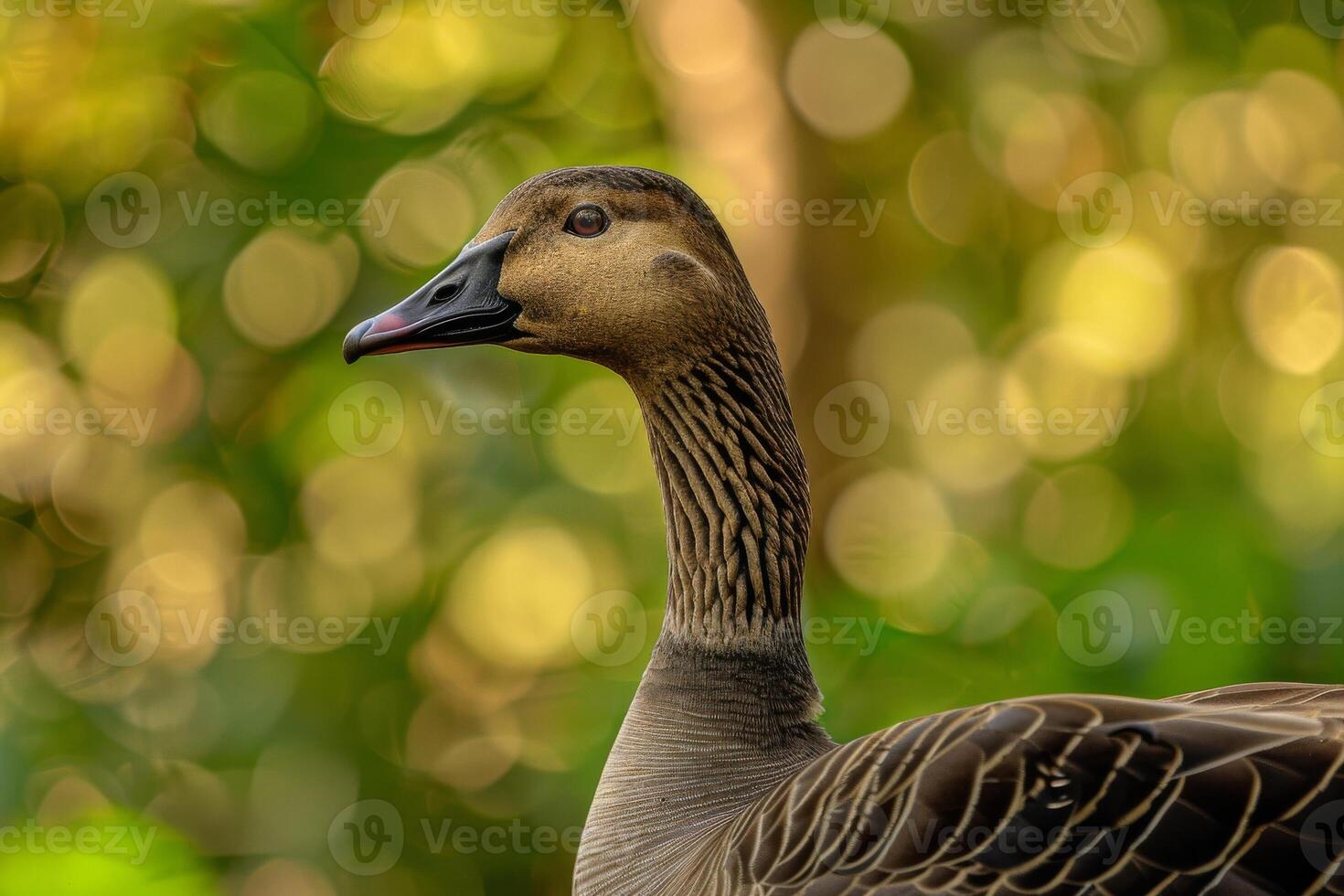 A close up of a bird with a blurred background photo