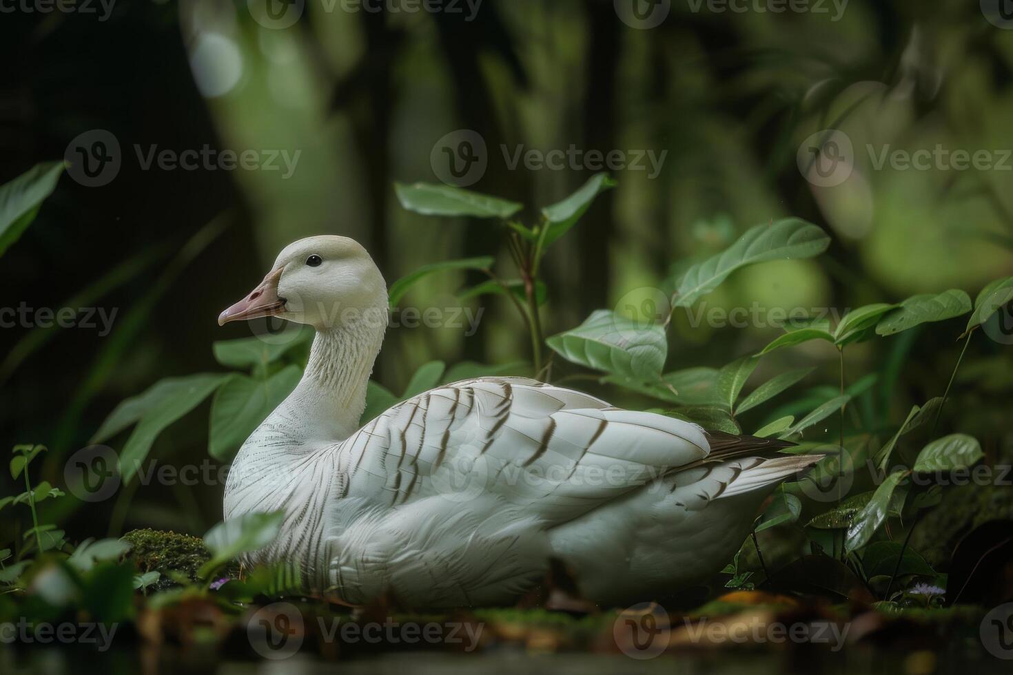 A white goose is sitting in the water surrounded by green plants photo