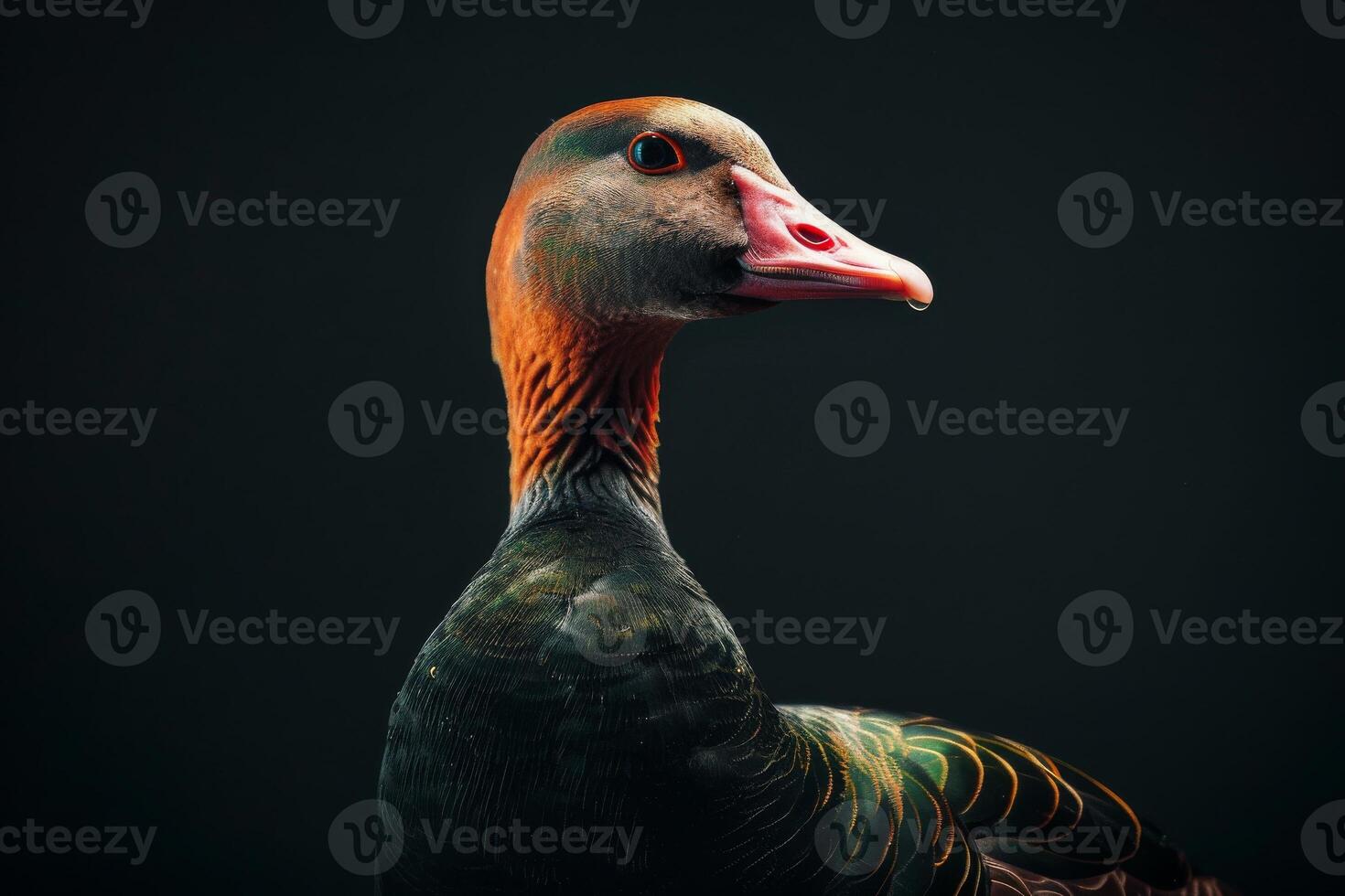 A close up of a duck with a black background photo