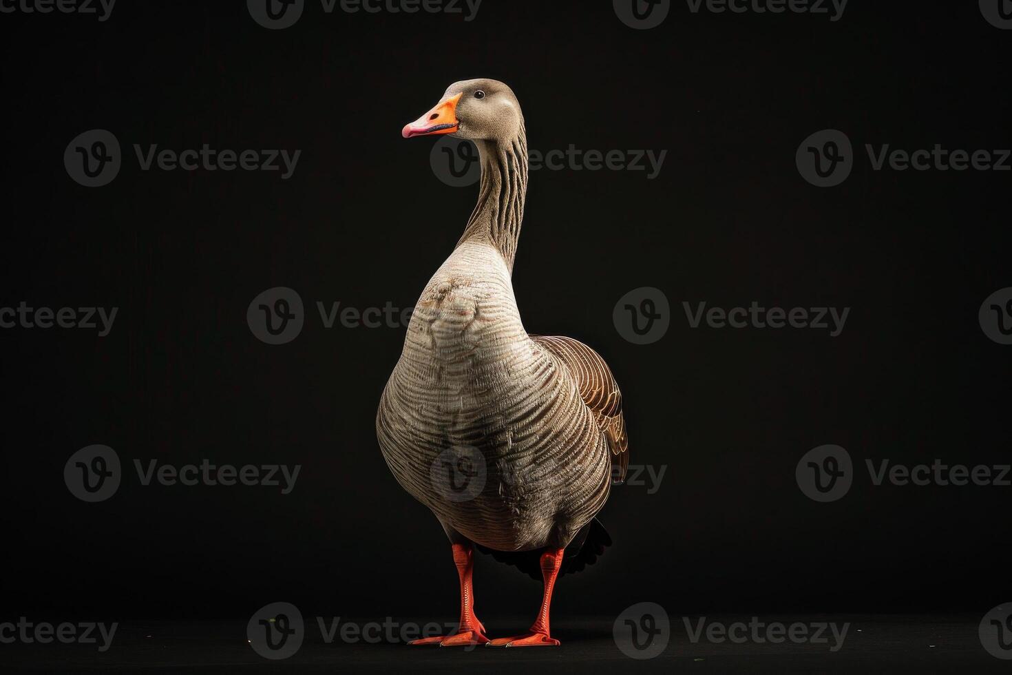 A goose standing on a black background photo