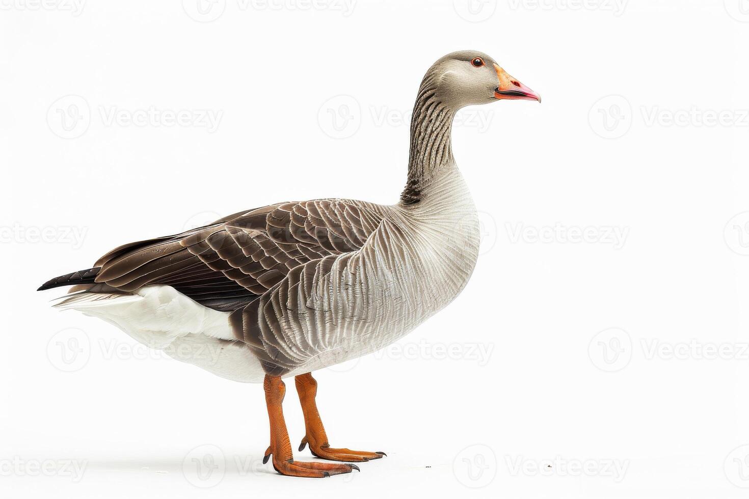 A goose standing on a white background photo
