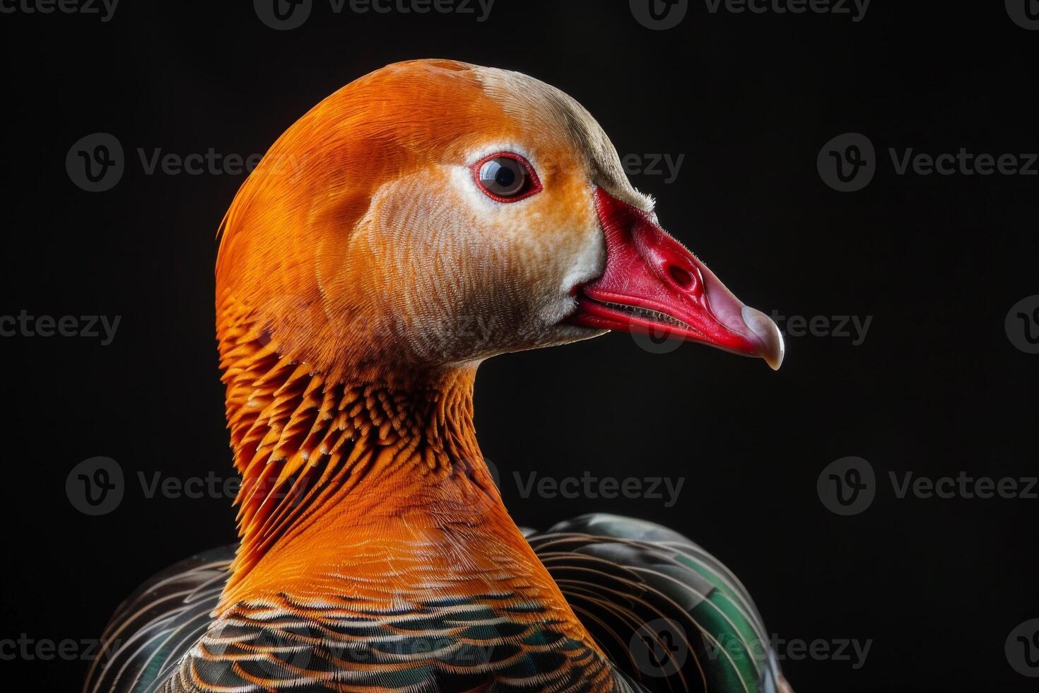 A close up of a duck with a red beak photo
