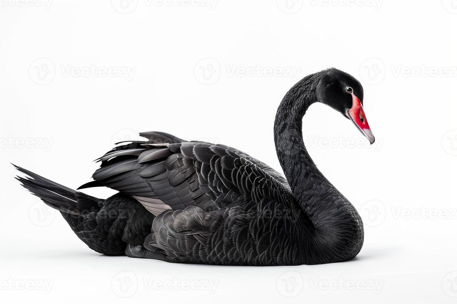 A black swan is sitting on a white background photo