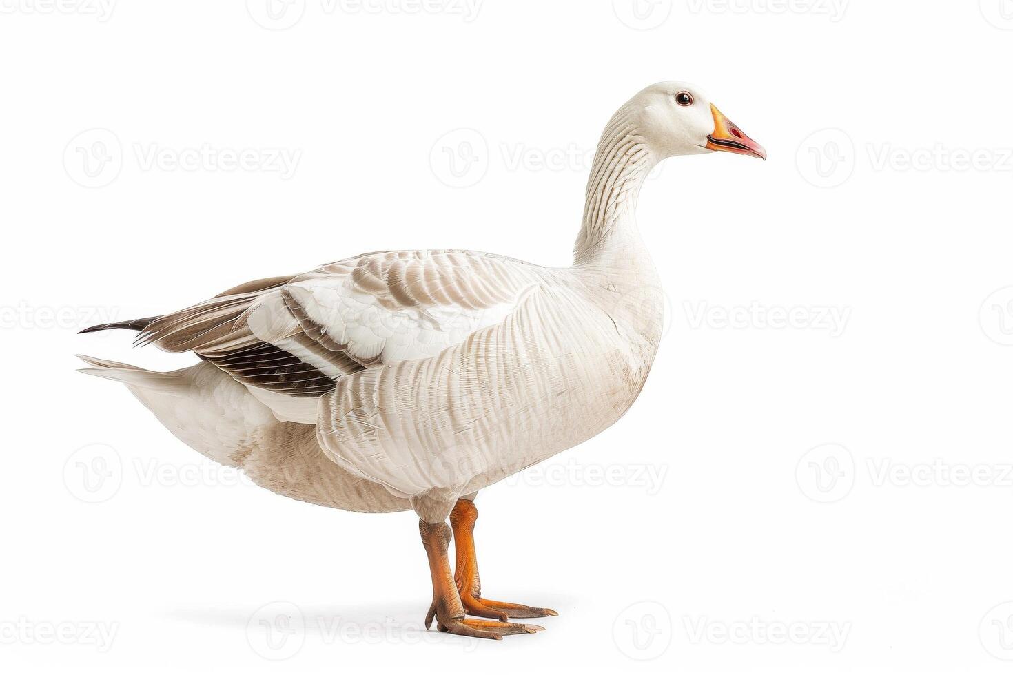 A white goose standing on a white background photo