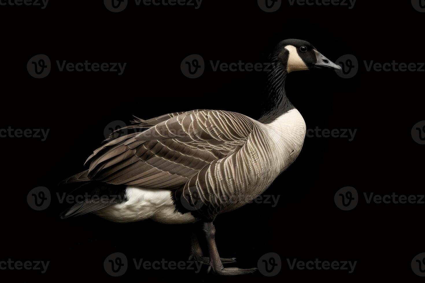 A goose is standing in front of a black background photo