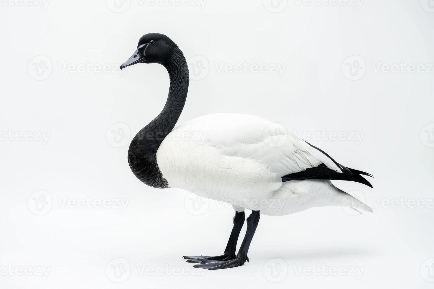 A black and white goose standing in front of a white background photo