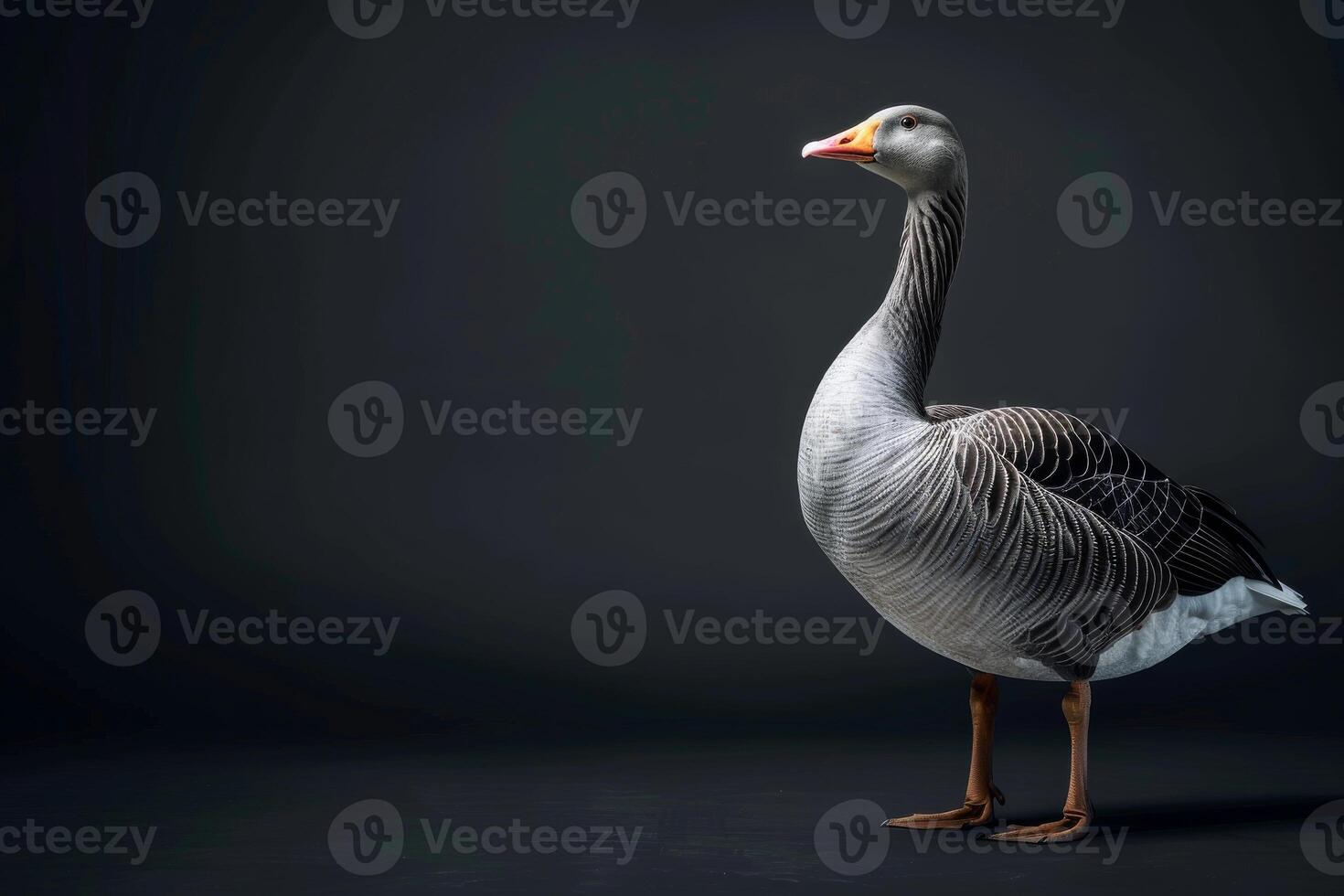 A goose is standing on a dark background photo