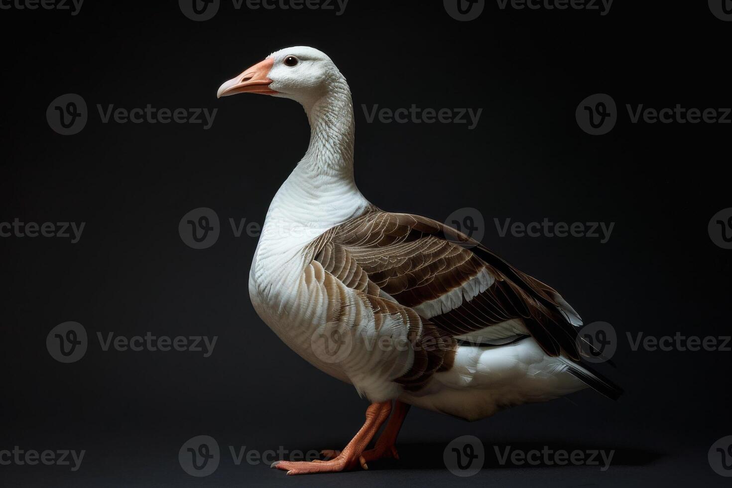 A goose is standing on a black background photo