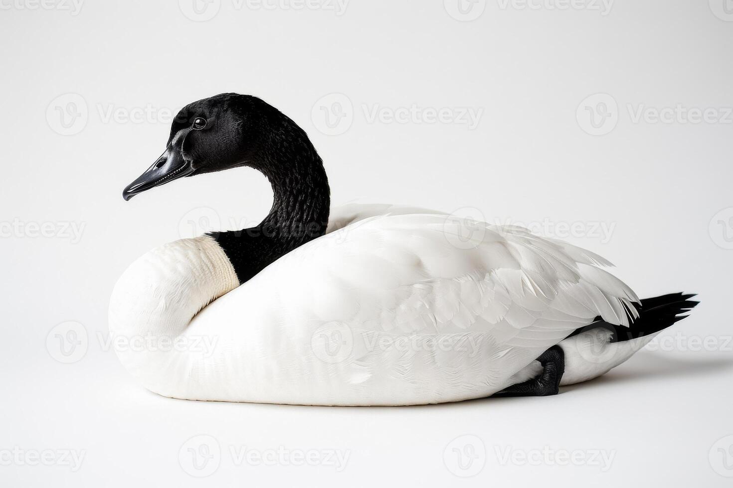 A white goose with black feathers sitting on a white background photo