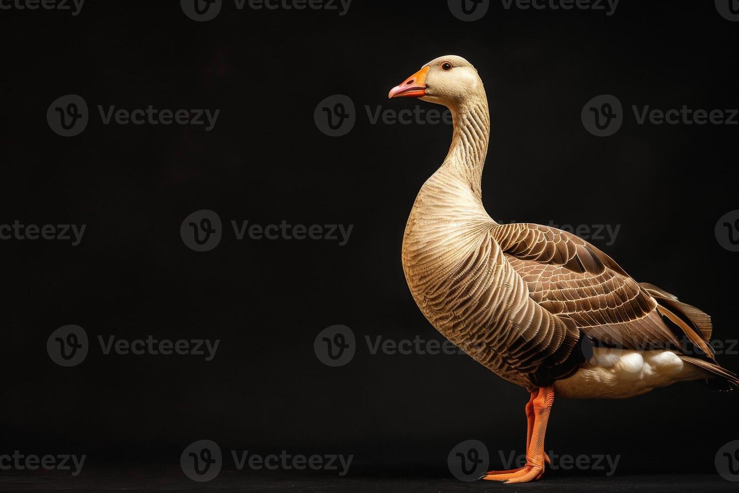 A goose is standing on a black background photo