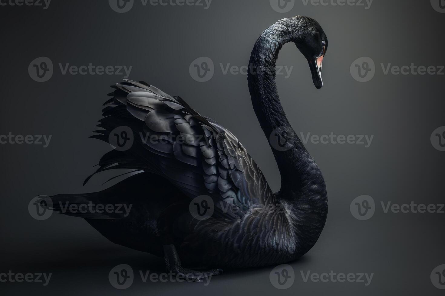 Black swan on grey background 3d render photo