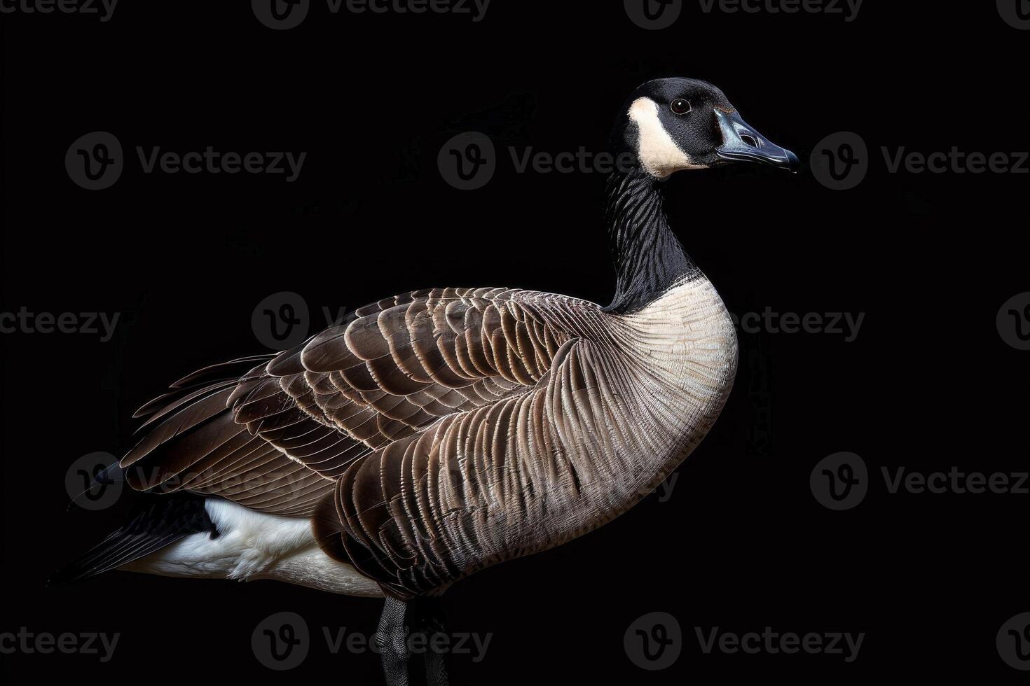A goose standing on a black background photo